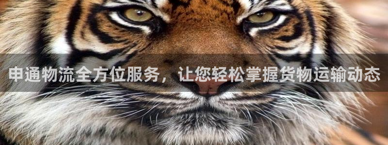 多多28怎么下载不了：申通物流全方位